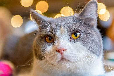 《侏罗纪世界：进化2》新预告片介绍如何取悦游客